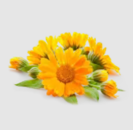 Extrait d'arnica